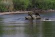 Trebiovsk tankisti prekonali vodn prekku na Leti 8